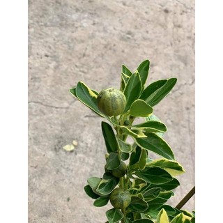 Cây 🌲 Tắc chua cẩm thach đang trái