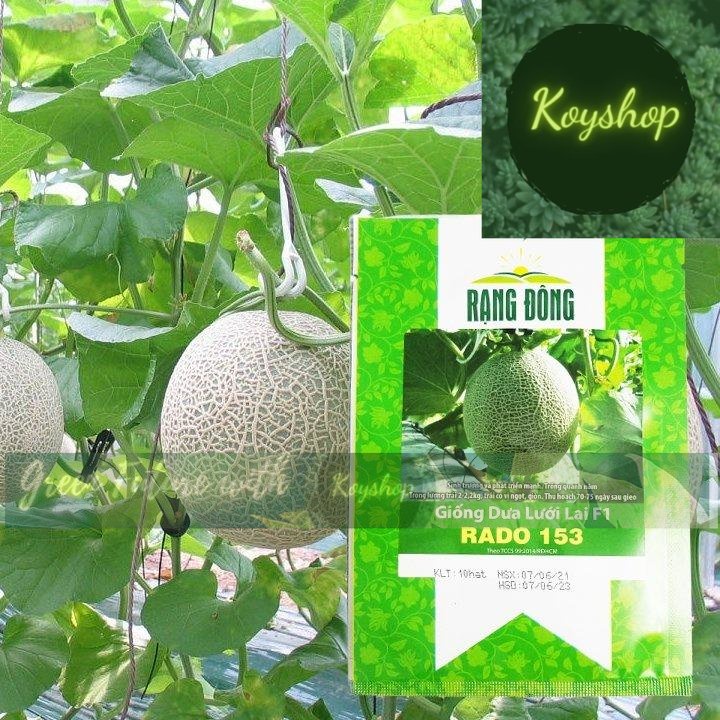 Hạt giống dưa lưới F1 Rado 153 - Rado Seeds X 2 gói - Giá sỉ tốt hơn!