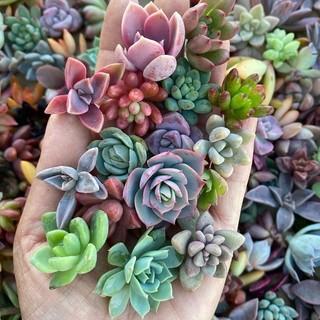 Sen vỉ mini mix màu, Sen đá đẹp giá rẻ,to khỏe thuần khí hậu, giao cây ngẫu nhiên,