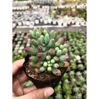Sen Đá Thạch Ngọc Mỹ Size Bầu