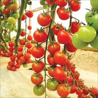 Gói hạt giống CÀ CHUA CHERRY