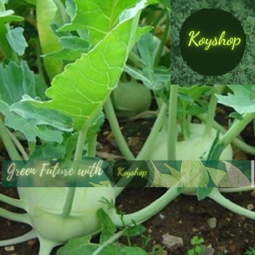 Hạt Giống Su Hào Xanh Chịu Nhiệt (0.5gr) - Rado Seeds X 2 gói - Giá sỉ tốt hơn.