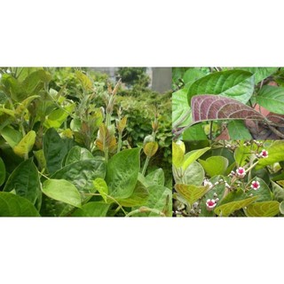 [Nhu_Mai_Garden]CÂY LÁ MƠ LÔNG TÍM (MƠ LÔNG TAM THỂ LÁ MÀU TÍM)
