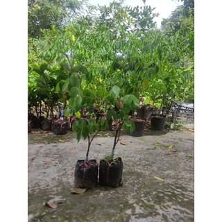 Cây giống khế ngọt, ảnh thật tại vườn, cây cao 30cm