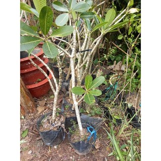 cây sứ đại trắng hoa thơm