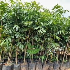 Cây xà cừ giống cao
