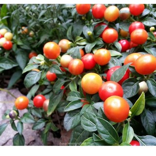 Hạt giống ớt bi túi 30 hạt