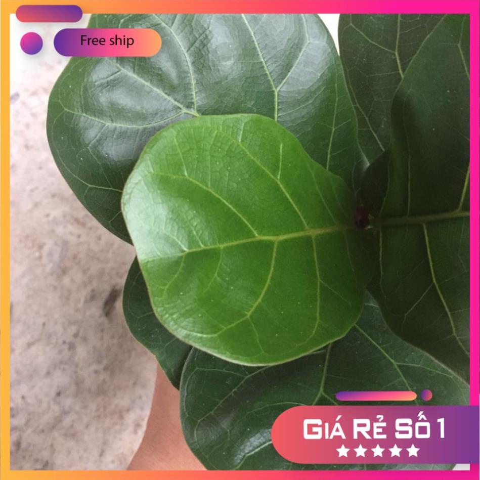 Cây bàng singapore mini để bàn, Cao 15cm lá to khỏe