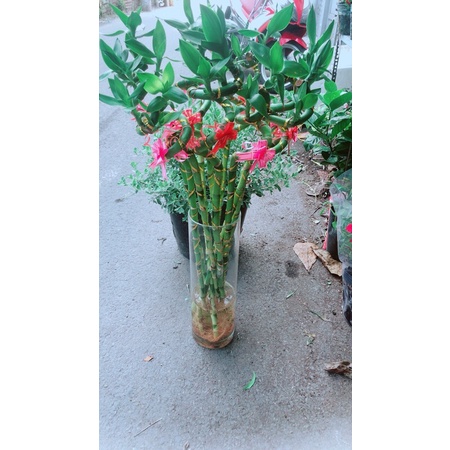 Chậu Trúc Phát Tài Xoắn Cao 78cm