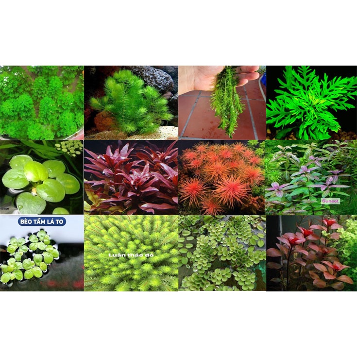 Cây thủy sinh cắt cắm các loại ( gồm 30 loại thông dụng )
