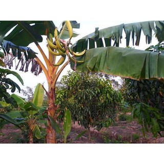 Cây Giống Chuối Tá Quạ Cấy Mô (Chuẩn Giống có bảo hành)