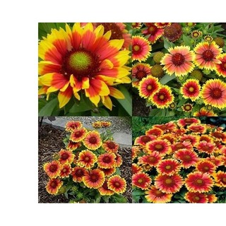 100h hạt giống hoa cúc rudbeckia mix
