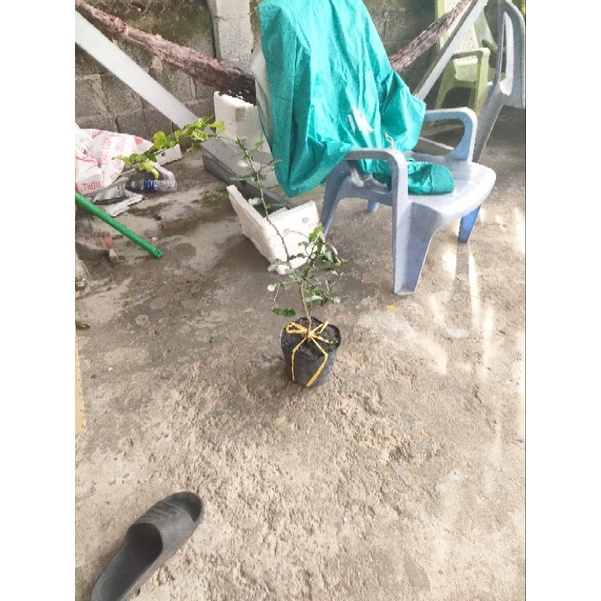 Cây chúc cao tầm 50cm giá 120k