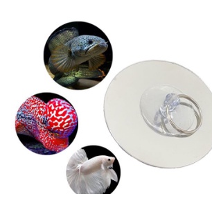 Gương tập luyện gương trong suốt hai mặt douyu dụng cụ khóa ngoài hình cá ngộ nghĩnh ống kính phối c