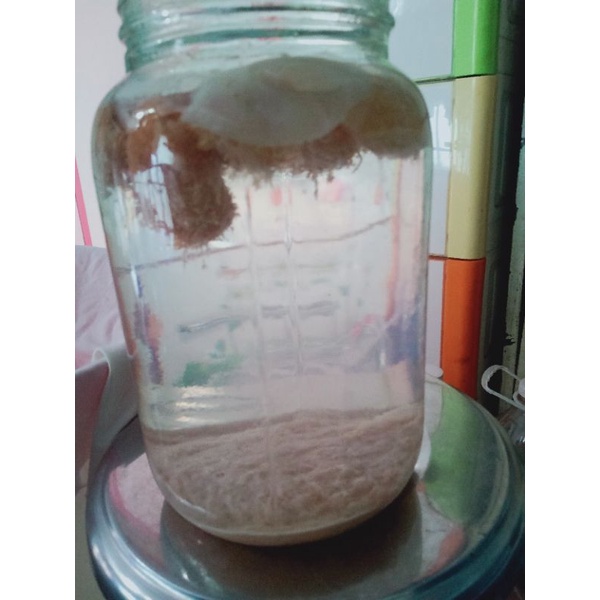 Giấm nuôi lên men tự nhiên 500ml/5k