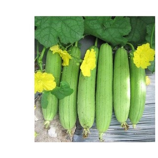 1gr hạt giống mướp hương f1