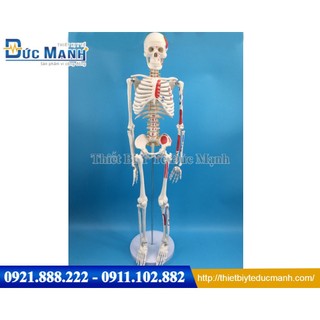 Mô hình xương người 85cm