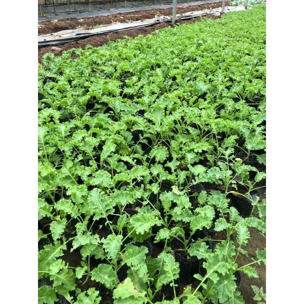 Combo 3 cây cải kale