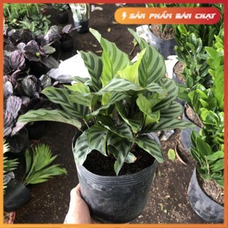Cây đuôi công xanh , Cao 25cm lá sọc xám bắt mắt sức sống khỏe