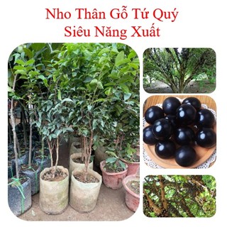 Cây giống nho thân gỗ, cây nho giống, nho thân gỗ tứ quý, nho thân gỗ 12 vụ - caygiong-f1