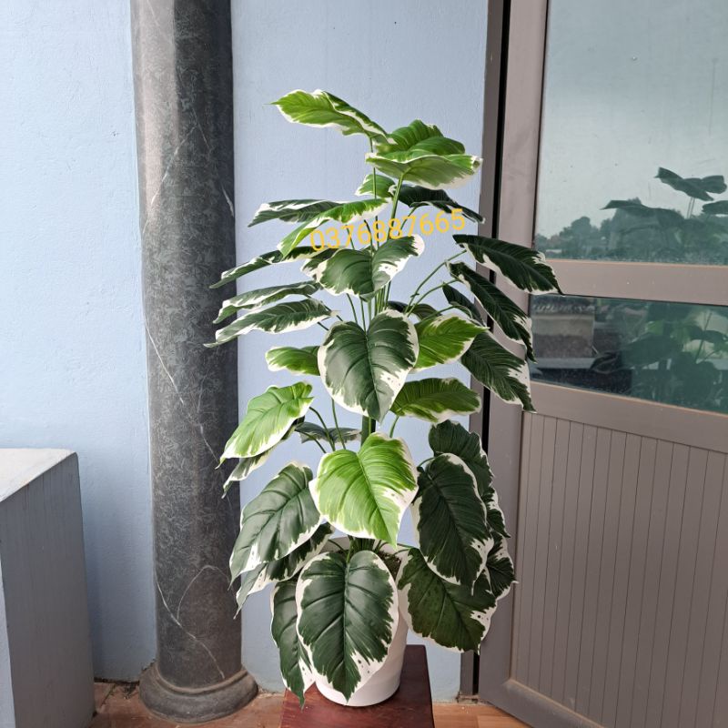 MUA CÂY TẶNG CHẬU - Cây giả, cây Trầu bà viền trắng - Cây giả Trầu bà giống thật 99%