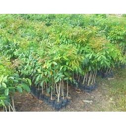 cây xà cừ giống cao ( cây siêu tốt)