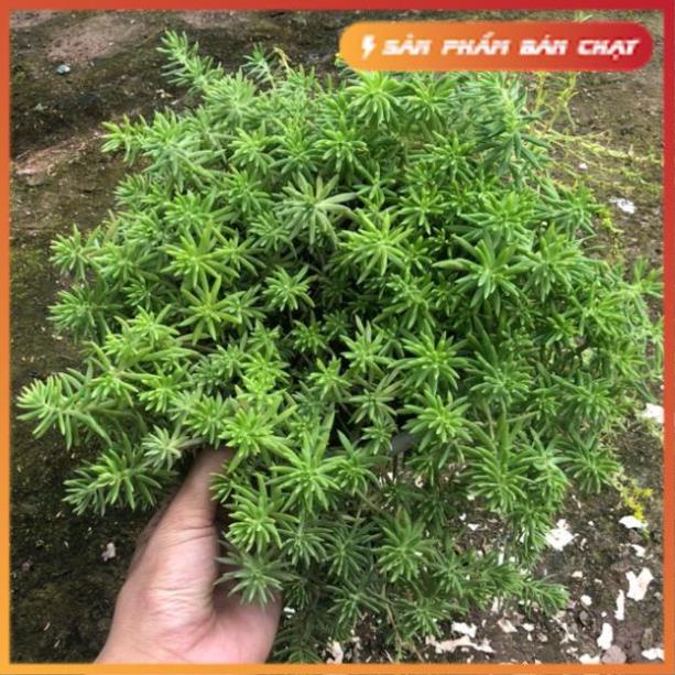 Cây sao băng trồng chậu treo, Đường kính 15cm tốc độ phát triển cực nhanh