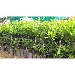 cây mắc ca giống ghép siêu sớm (được kiểm tra hàng)