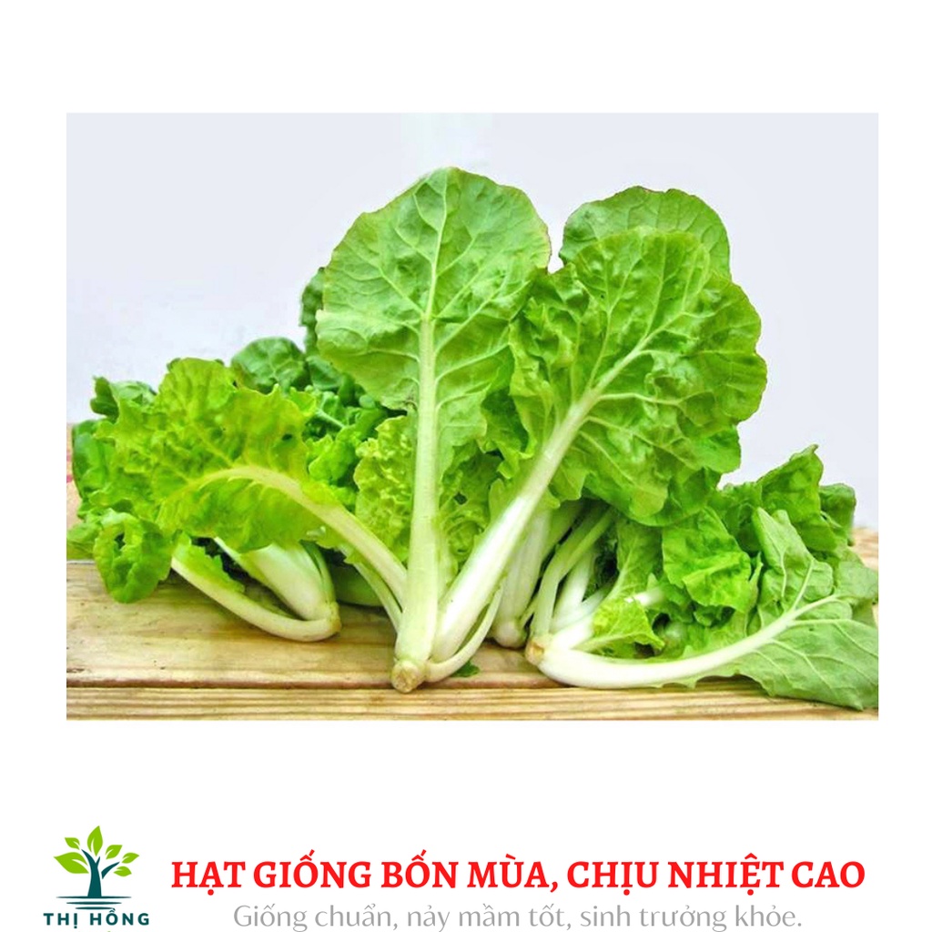 Hạt giống rau cải bẹ dún (mềm, ngọt, trồng quanh năm)