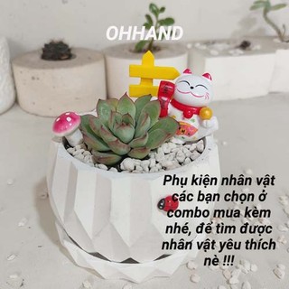 Chậu sen đá mini trồng cây, chậu trồng xương rồng