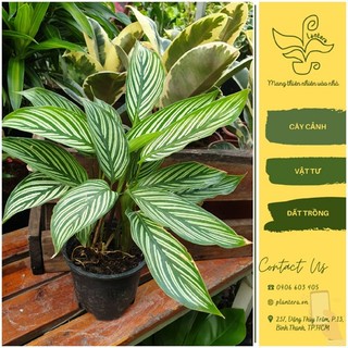 Cây đuôi công vệt xanh chậu mini - cây cảnh - cây ưa mát