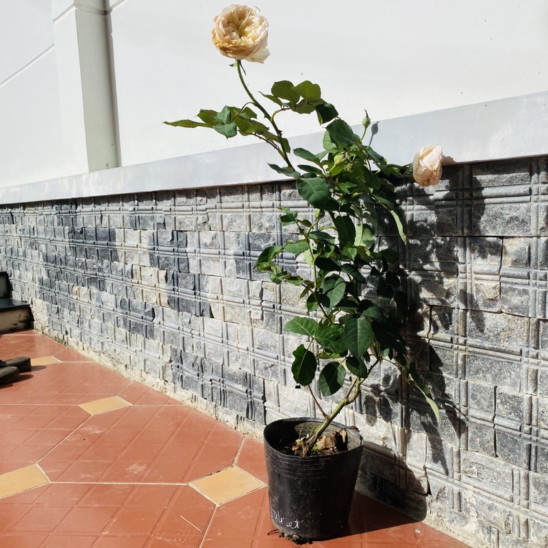 Hoa hồng Juliet Rose - hồng bụi, hoa thơm