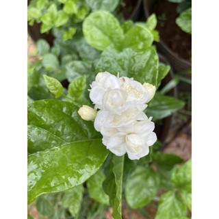 Cây giống hoa lài ta