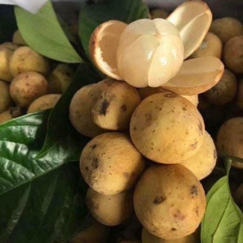 CÂY BÒN BON ,dâu da đất ảnh thật