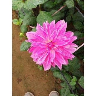 COM BO 10 Cây HOA THƯỢC DƯỢC
