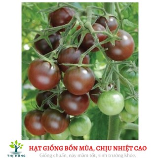 Hạt giống cà chua cherry đen 0.1g (giòn, ngọt)