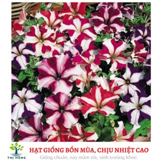 Hạt giống hoa dạ yến thảo sọc nhiều màu