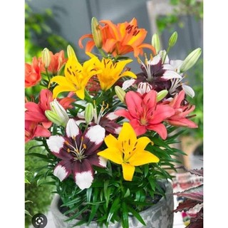 Chậu ly lùn cánh kép sẵn nụ trưng tết