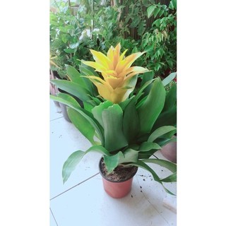 Phát Lộc Hoa Màu Vàng