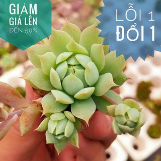 🔆🔆sen đá dù kim size mini-lỗi 1 đổi 1🔆🔆