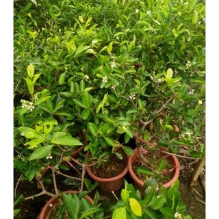 CÂY GIỐNG SƠ RI THÁI (QUẢ NGỌT)
