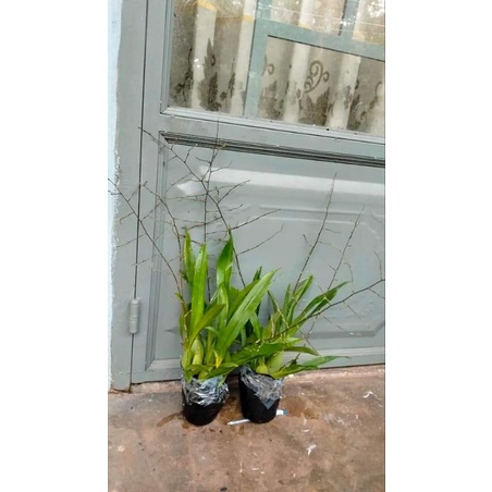 Vũ nữ ngọc nữ đang nụ chi chít như hình chuẩn hoa tết, hoa 1_2 tháng mới tàn