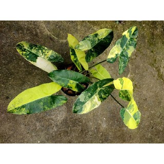 Trầu tỉ phú burle marx var