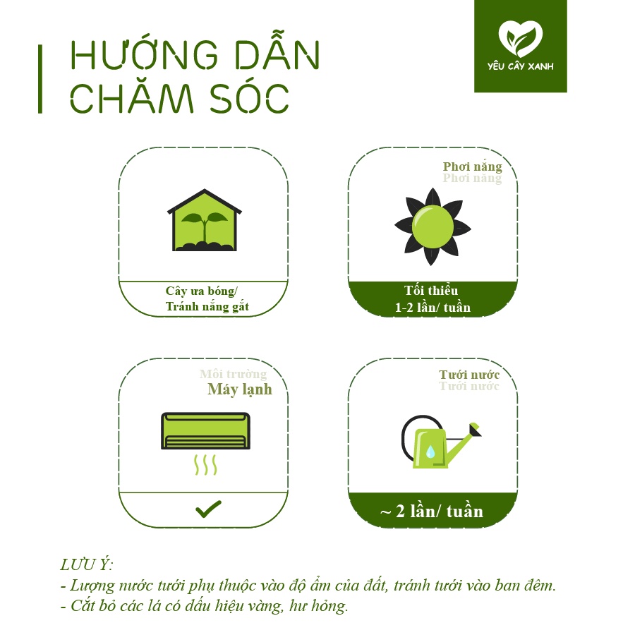 Cây Trầu Bà Lỗ để bàn - Monstera obliqua