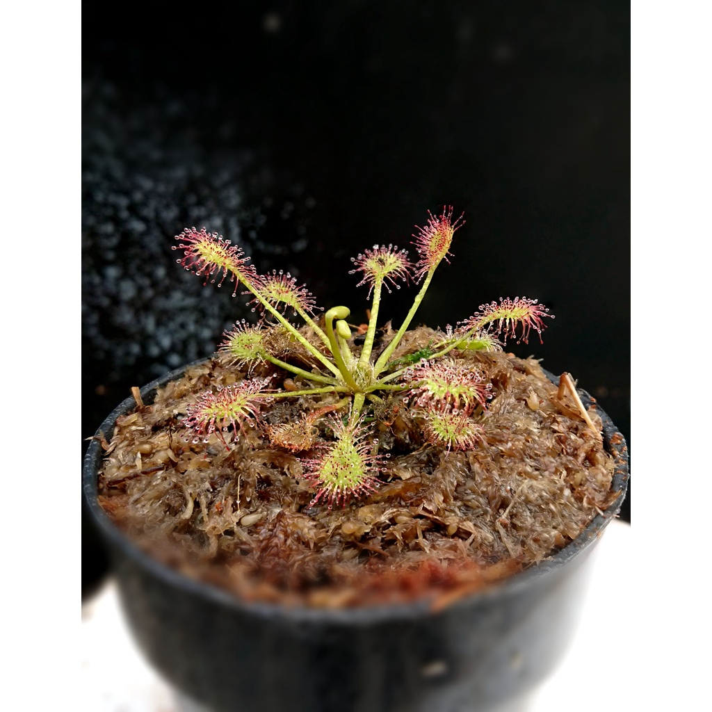 Cây gọng vó Drosera Eloisiana