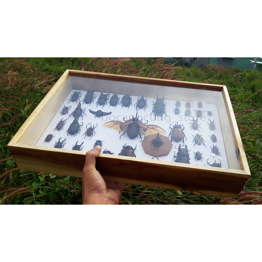 Hộp tiêu bản bọ cánh cứng gỗ tự nhiên 32x47x8cm