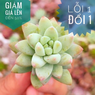 🔆🔆sen đá chuỗi ngọc đứng size mini - lỗi 1 đổi 1