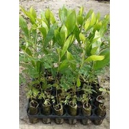 Giống cây Keo Lai