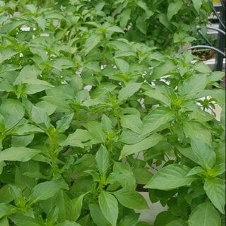 #hạt_giống_lá_é