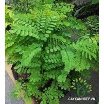 Cây giống Cẩm Lai đỏ